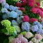 50 Seeds Bonsai Hydrangea Mixed Climbing Hydrangea Plants Flowers Garden