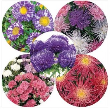 50 seeds Rare Imported Mixed 5 Types of Aster Flower Seeds