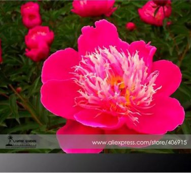 5 seeds 'Phoenix Feather' Red White Peony Shrub Seeds
