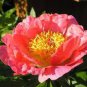 5 seeds 'Phoenix Feather' Red White Peony Shrub Seeds