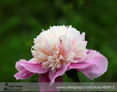 5 seeds 'Big-leaf Hydrangea' Purple Peony Tree Seeds