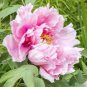 5 seeds 'Big-leaf Hydrangea' Purple Peony Tree Seeds