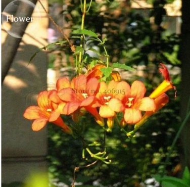 50 seeds Hanging Orange Morning Glory Flower