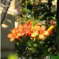 50 seeds Hanging Orange Morning Glory Flower