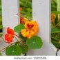 50 seeds Hanging Orange Morning Glory Flower