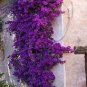 50 seeds Rare Dabai Mountain Purple Climbing Plants