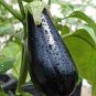 100 seeds Aubergine Black Egg Plant Vegetables