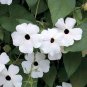 20 seeds Thunbergian White Morning Glory with Black Eyed Susan Flowers