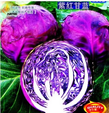 400 seeds Rare Heirloom Purple Cabbage Brassica Oleracea Hybrid Vegetables