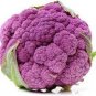 400 seeds Rare Heirloom Purple Cabbage Brassica Oleracea Hybrid Vegetables