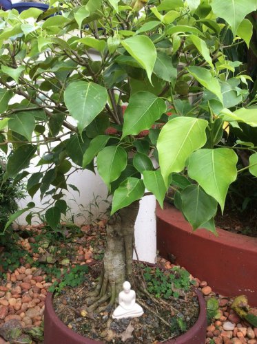 10 Seeds Imported Bodhi Tree Religiosa Potted Garden Moraceae Perennial