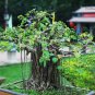 10 Seeds Imported Bodhi Tree Religiosa Potted Garden Moraceae Perennial