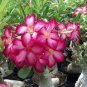 2 seeds Rare 'beautiful promise' Adenium Desert rose