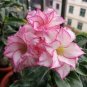 2 seeds Rare 'beautiful promise' Adenium Desert rose