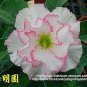 2 seeds Rare 'Snowman Wings' Adenium Desert rose