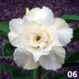 2 seeds Rare 'Snowman Wings' Adenium Desert rose