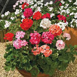100 Seeds Rare Geranium Bonsai Climbing Geranium Collection Pelargonium Perennial Flower
