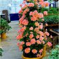 100 Seeds Rare Geranium Bonsai Climbing Geranium Collection Pelargonium Perennial Flower