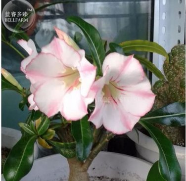 2 seeds Heirloom 'Shui Wang' Adenium Desert rose,