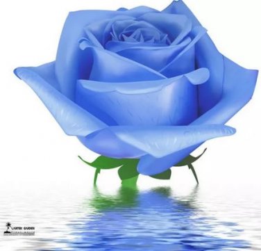 50 seeds Water Blue Rose Seeds