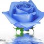 50 seeds Water Blue Rose Seeds