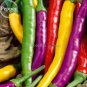 50 seeds Mixed Colorful Hot Colorful Pod Pepper Chili