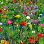 200 Seeds Wildflowers Combination Bonsai Waterlogging Tolerance Wildflowers Mix