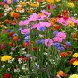 200 Seeds Wildflowers Combination Bonsai Waterlogging Tolerance Wildflowers Mix
