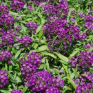 100 Seeds Alyssum -s-Lobularia maritima Flower -s Home Garden Multi-Color