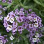 100 Seeds Alyssum -s-Lobularia maritima Flower -s Home Garden Multi-Color