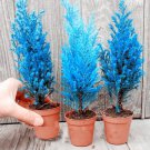 50 seeds Italian Rare Dark Blue Cypress Tree Bonsai Indoor Outdoor