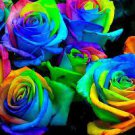 50 seeds Crazy Rainbow Rose seeds