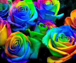 50 seeds Crazy Rainbow Rose seeds
