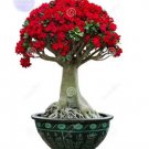 1 seeds Adenium seeds, big blooms colorful desert rose a must for home garden