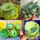 100 seeds Mountain Rose Bonsai Rare Succulent Bonsai Flower
