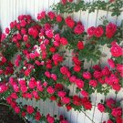 100 Seeds Thailand Climbing Beautyful Rose Bonsai Flowers Rare Mutli-Color