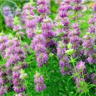 20 seeds Heirloom Lemon Mint Seeds