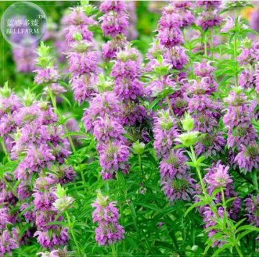 20 seeds Heirloom Lemon Mint Seeds