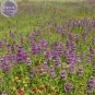 20 seeds Heirloom Lemon Mint Seeds