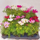 100 seeds Exotic Galsang Flower Multiple Color Perennial Rare