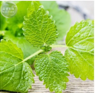 20 seeds Heirloom Lemon Balm Seeds - Melissa officinalis Seeds