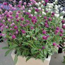 100 Seeds Rare Gomphrenae Globosa Bonsai Chinese Herb Tea Dried