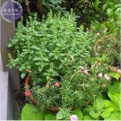 20 seeds Heirloom 'Bush Fine Leaved' Basil Seeds