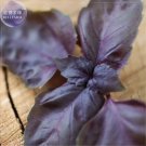 20 seeds Heirloom Purple Basil (Ocimum Basilicum) Seeds