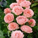 50 seeds Rose Lovely Pale Pink Rose Flower Seeds