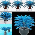 50 seeds Sago Palm Tree Bonsai, Mini Blue Cycas Bonsai