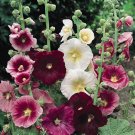 200 Seeds Double Hollyhock Outdoor Blooming Subtropical Bonsai Potted
