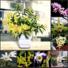 1 seeds Dendrobium officinale Seeds (Flower Powder) Mixed Colors Flowers