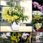 1 seeds Dendrobium officinale Seeds (Flower Powder) Mixed Colors Flowers