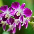 1 seedsDendrobium officinale Seeds (Flower Powder) Purple Flowers
